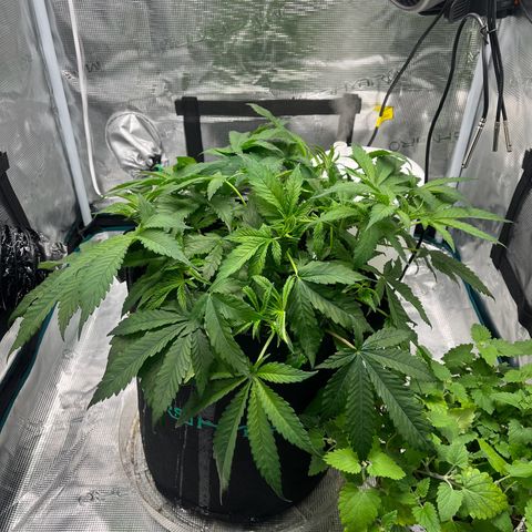 Lilac Diesel growlog timeline photo