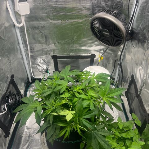 Lilac Diesel growlog timeline photo