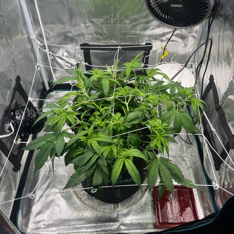 Lilac Diesel growlog timeline photo