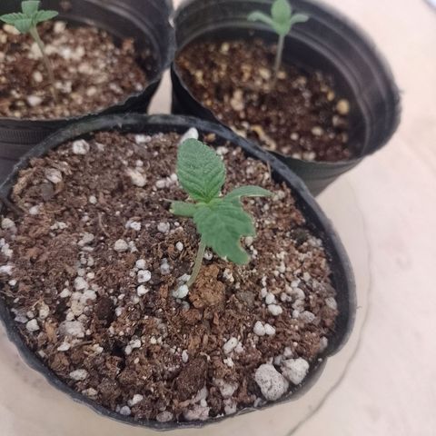 Sour Candy growlog photo: Ver la evolución de esta 