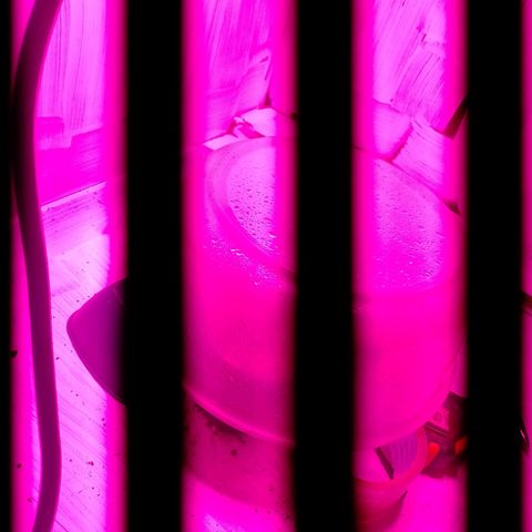 Sour Candy growlog photo: Probando efecto invernadero 