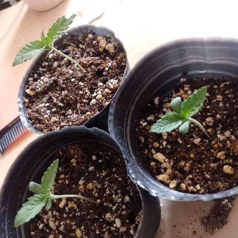 Sour Candy growlog photo: Van creciendo a la par