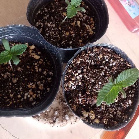 Sour Candy growlog timeline photo