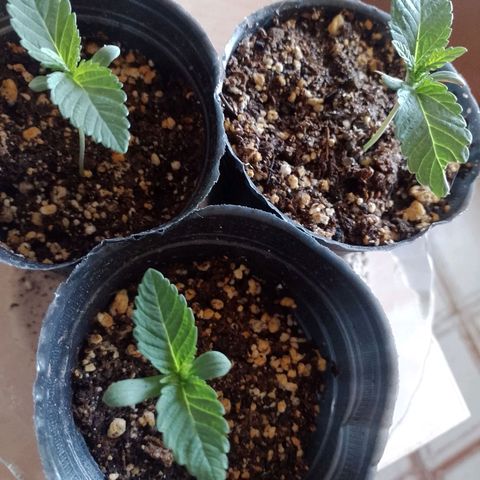 Sour Candy growlog photo: Presentando sus 6ta hoja