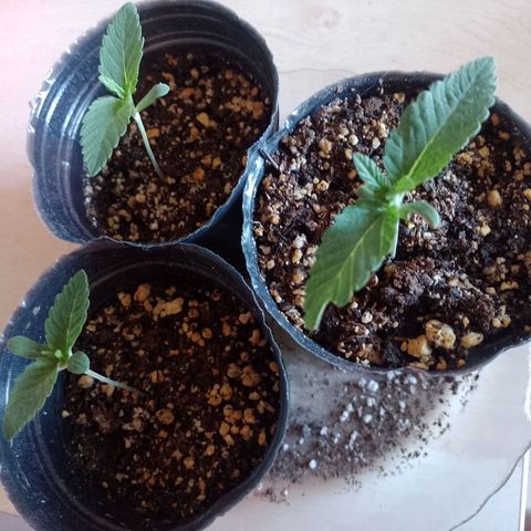 Sour Candy growlog timeline photo