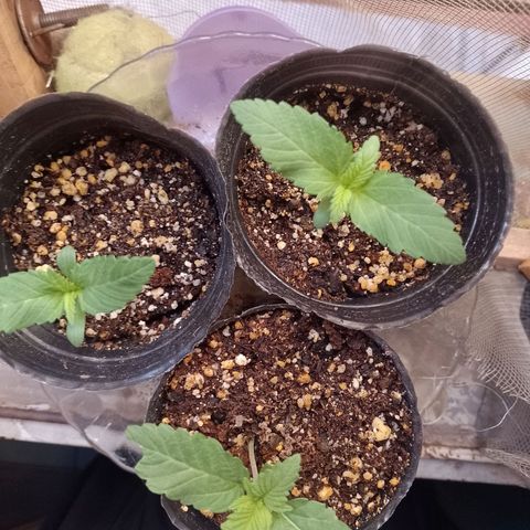Sour Candy growlog photo: Nos quedamos sin luz 😔