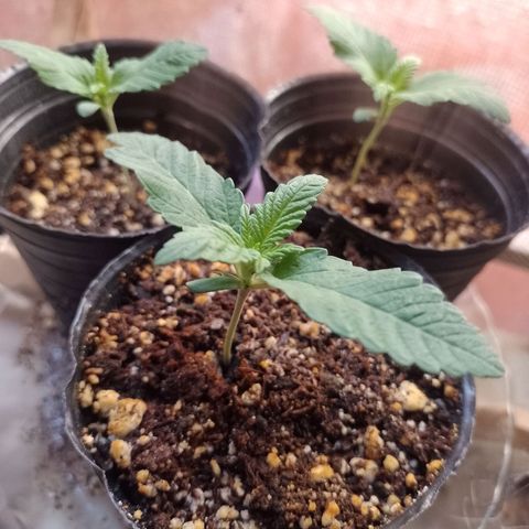 Sour Candy growlog timeline photo