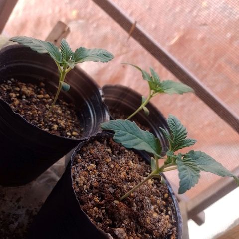 Sour Candy growlog timeline photo