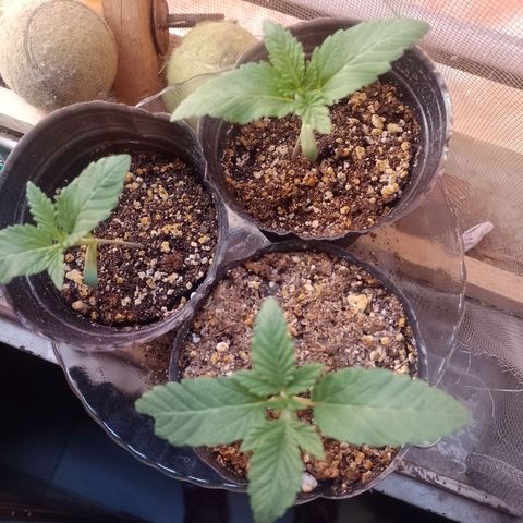 Sour Candy growlog timeline photo