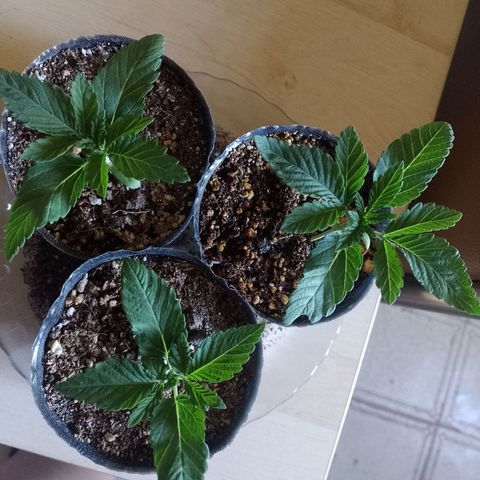 Sour Candy growlog timeline photo