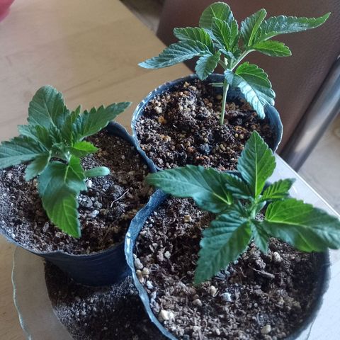 Sour Candy growlog timeline photo