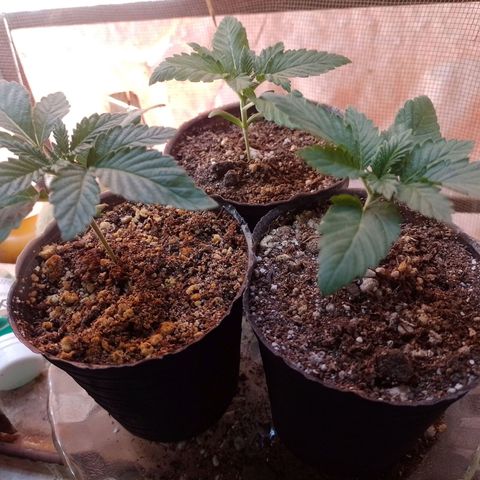 Sour Candy growlog timeline photo
