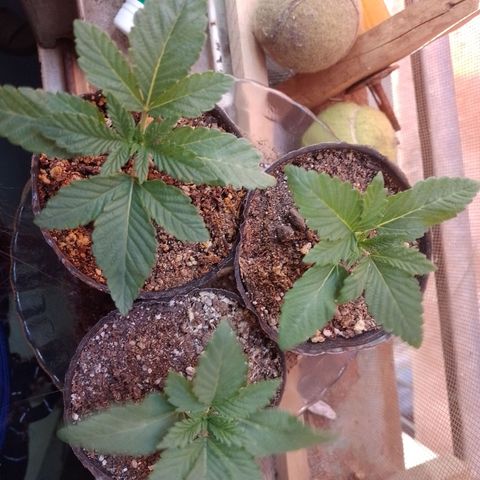 Sour Candy growlog timeline photo
