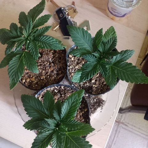 Sour Candy growlog timeline photo