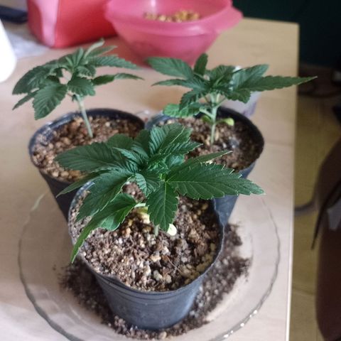 Sour Candy growlog timeline photo