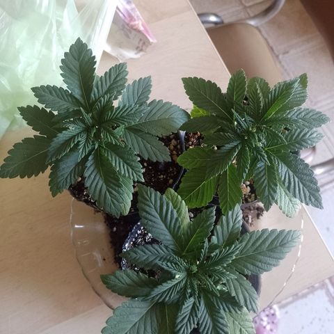 Sour Candy growlog timeline photo