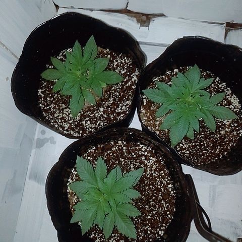 Sour Candy growlog timeline photo