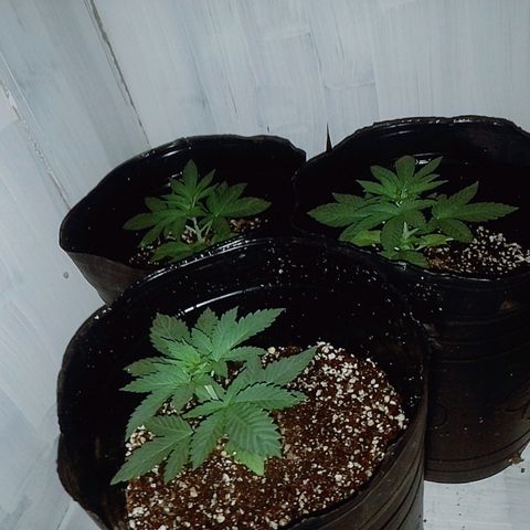 Sour Candy growlog timeline photo