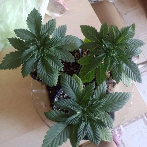 Sour Candy growlog timeline photo