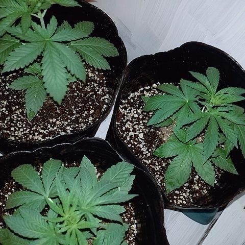Sour Candy growlog photo: Se ven medias decaidas
