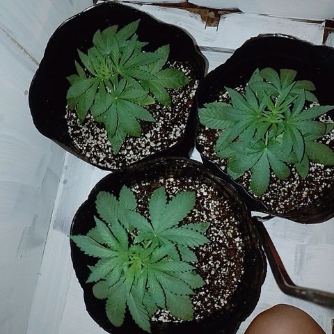 Sour Candy growlog photo: Se ven medias decaidas
