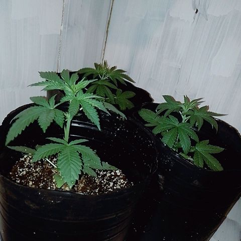 Sour Candy growlog photo: Se ven medias decaidas