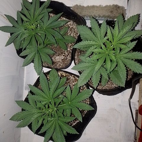 Sour Candy growlog timeline photo