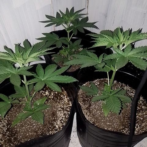 Sour Candy growlog timeline photo
