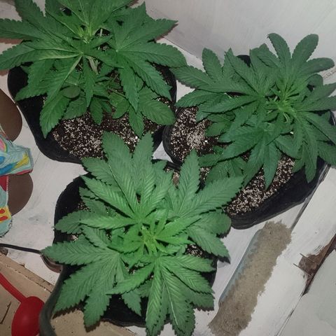Sour Candy growlog timeline photo