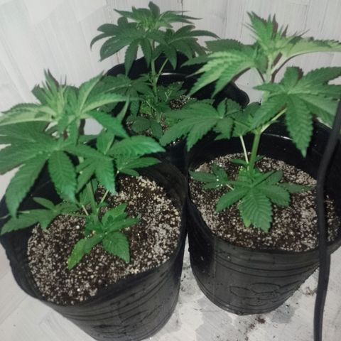 Sour Candy growlog timeline photo