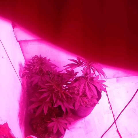 Sour Candy growlog timeline photo