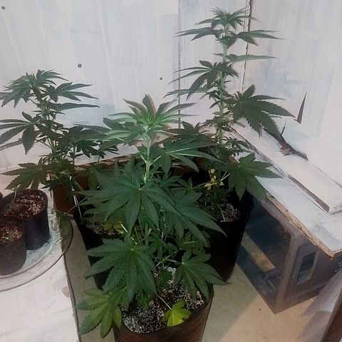 Sour Candy growlog timeline photo