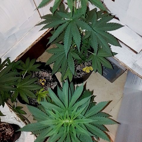 Sour Candy growlog timeline photo