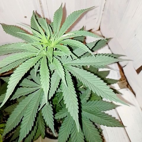 Sour Candy growlog timeline photo