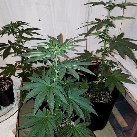 Sour Candy growlog timeline photo