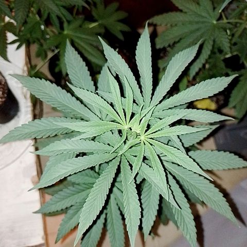 Sour Candy growlog timeline photo