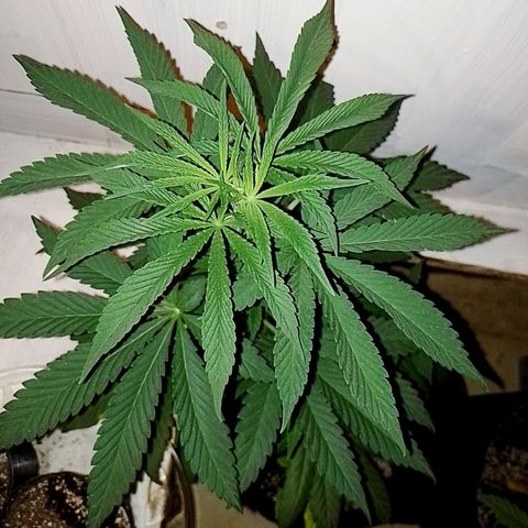 Sour Candy growlog timeline photo