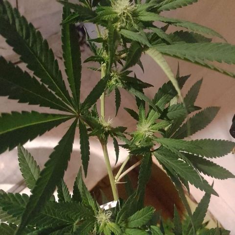 Sour Candy growlog timeline photo