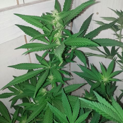 Sour Candy growlog timeline photo