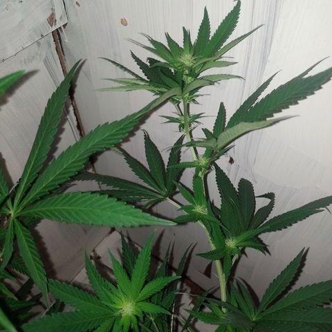 Sour Candy growlog timeline photo