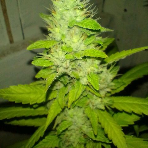 Sour Candy growlog timeline photo