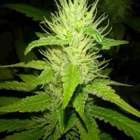 Sour Candy growlog timeline photo