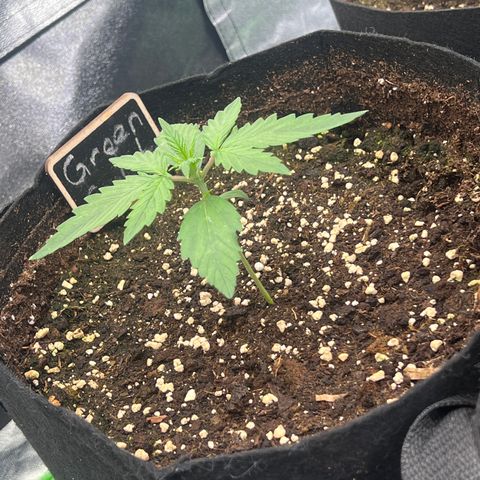 Green Gelato #1 growlog timeline photo