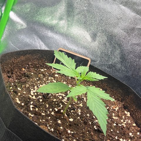 Purple Punch #1 growlog timeline photo