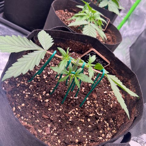 Green Gelato #1 growlog timeline photo