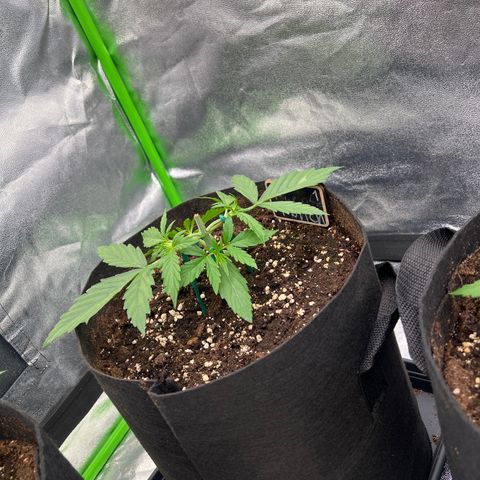 Purple Punch #1 growlog timeline photo