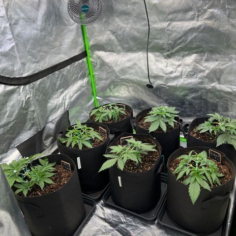 Green Gelato #1 growlog timeline photo