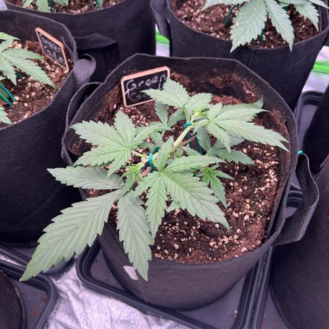 Green Gelato #1 growlog timeline photo