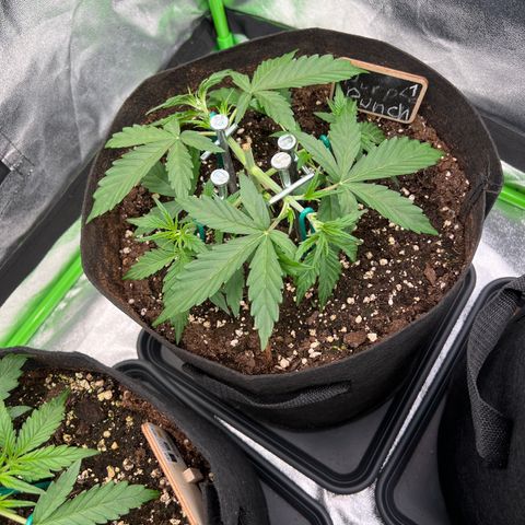 Purple Punch #1 growlog timeline photo