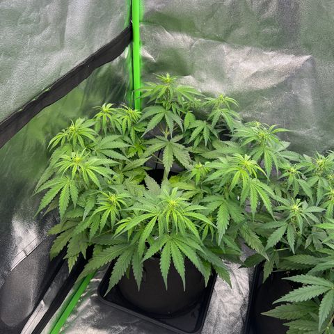Purple Punch #1 growlog timeline photo